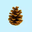 Pine Cone Stickers Pine Cone Stickers