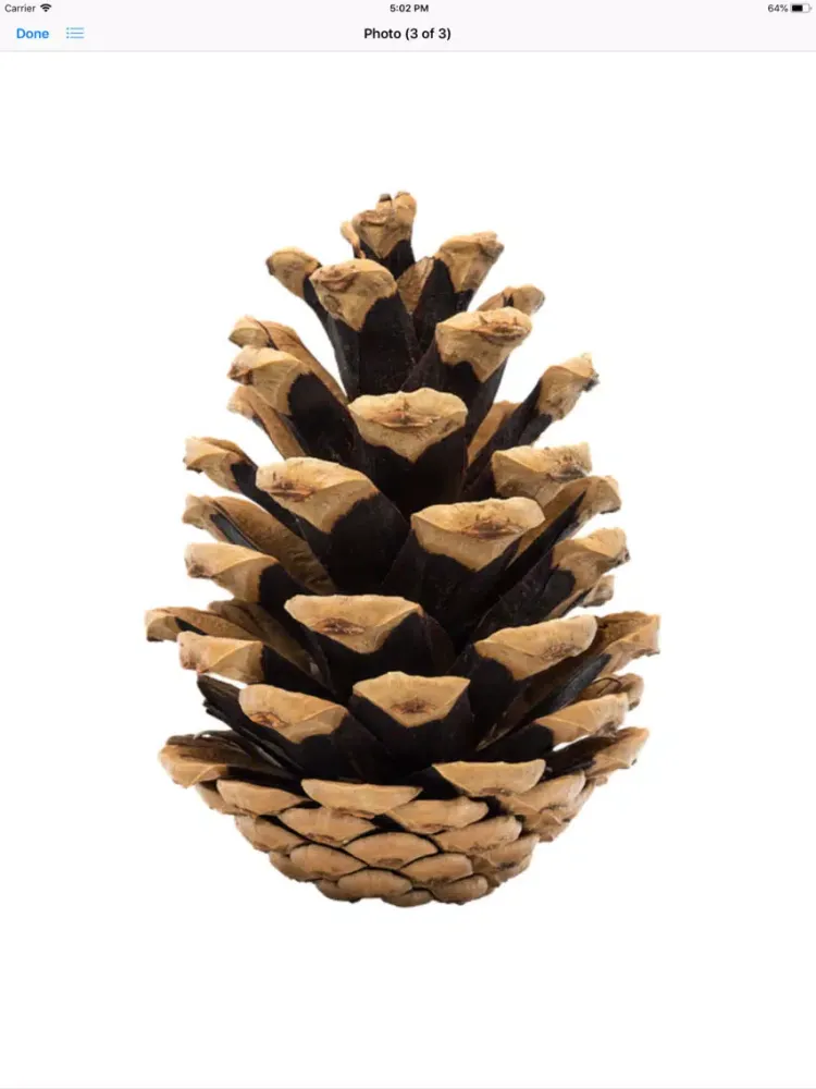 Captures d'écran de Pine Cone Stickers iPad 