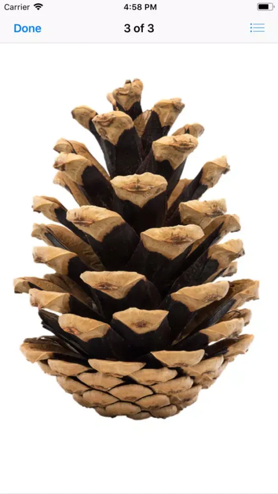 Captures d'écran de Pine Cone Stickers