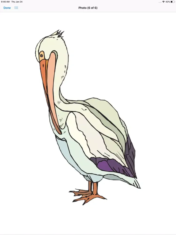 تصاویر Proud Pelicans iPad 
