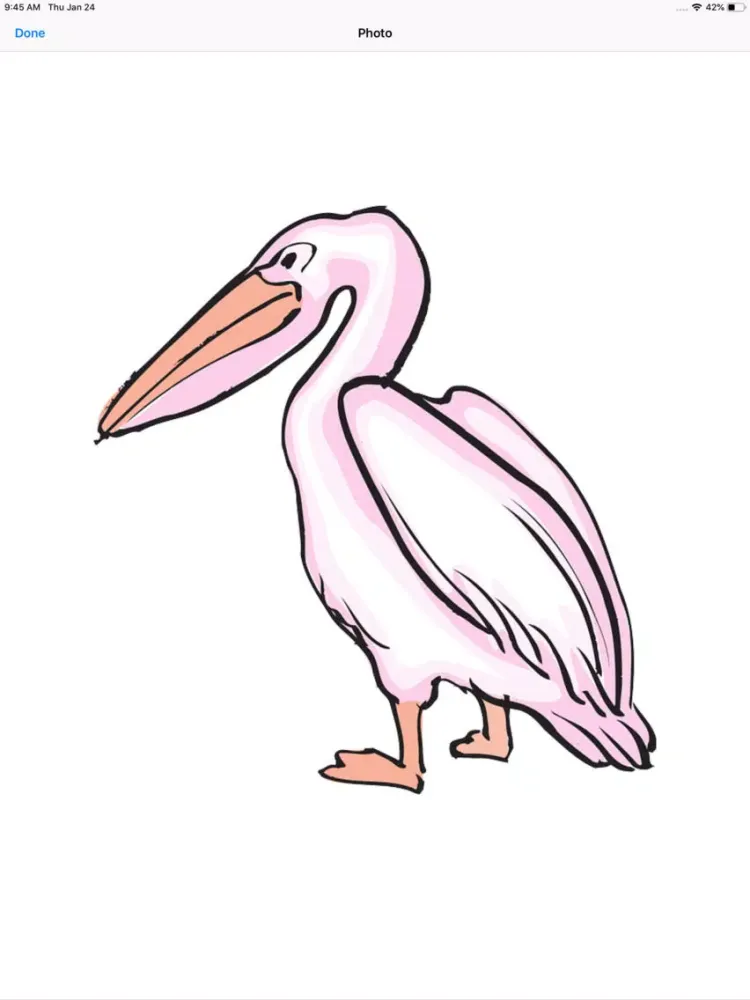تصاویر Proud Pelicans iPad 