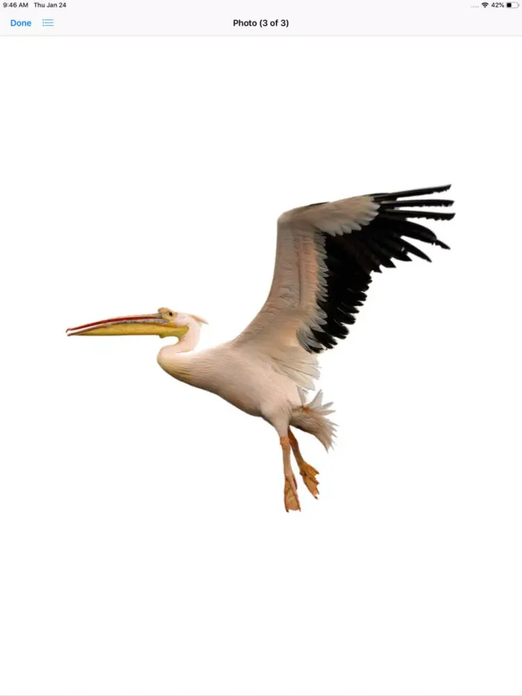 تصاویر Proud Pelicans iPad 
