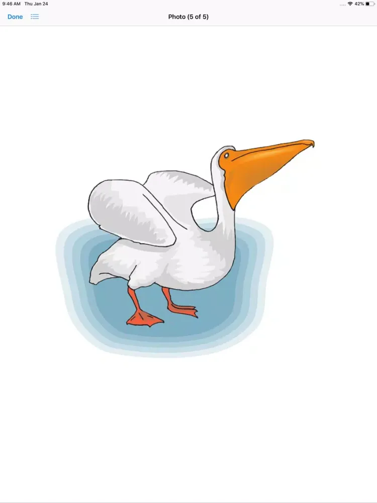 تصاویر Proud Pelicans iPad 