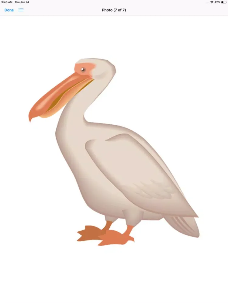 تصاویر Proud Pelicans iPad 