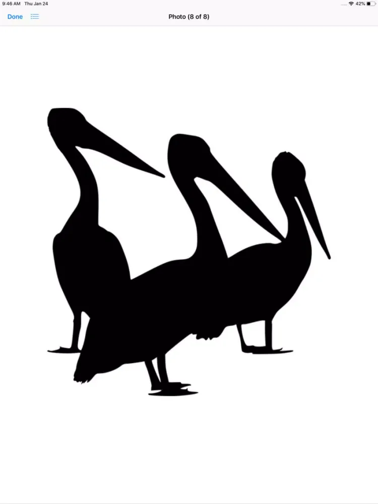 تصاویر Proud Pelicans iPad 