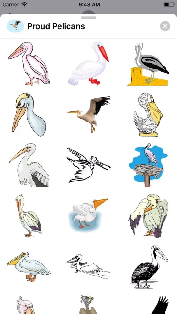 تصاویر Proud Pelicans