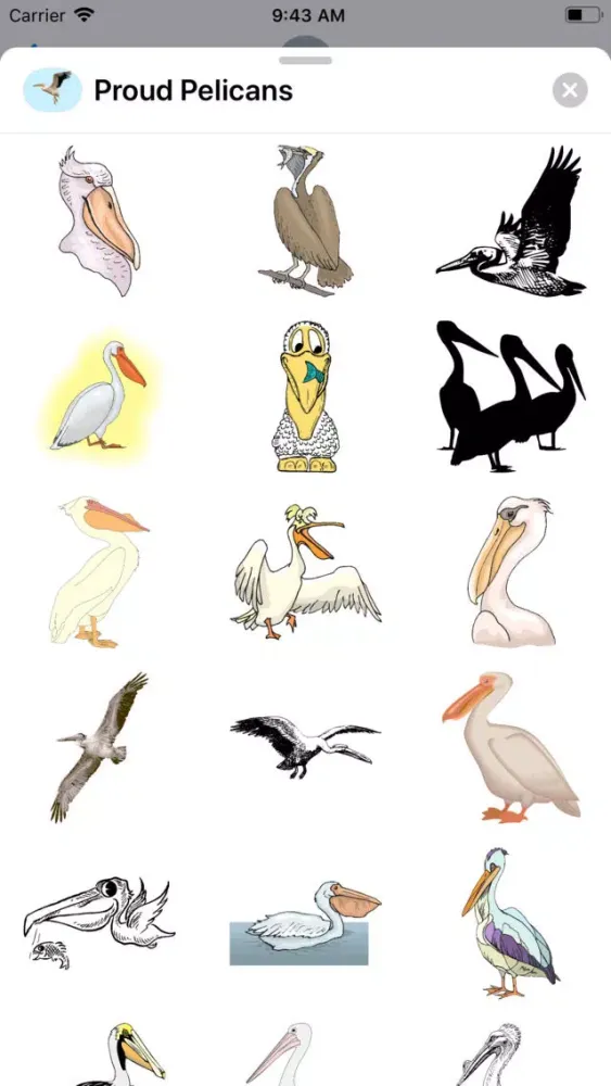 تصاویر Proud Pelicans