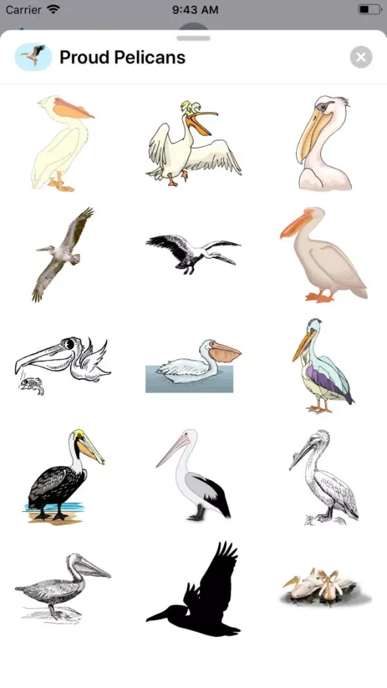 تصاویر Proud Pelicans