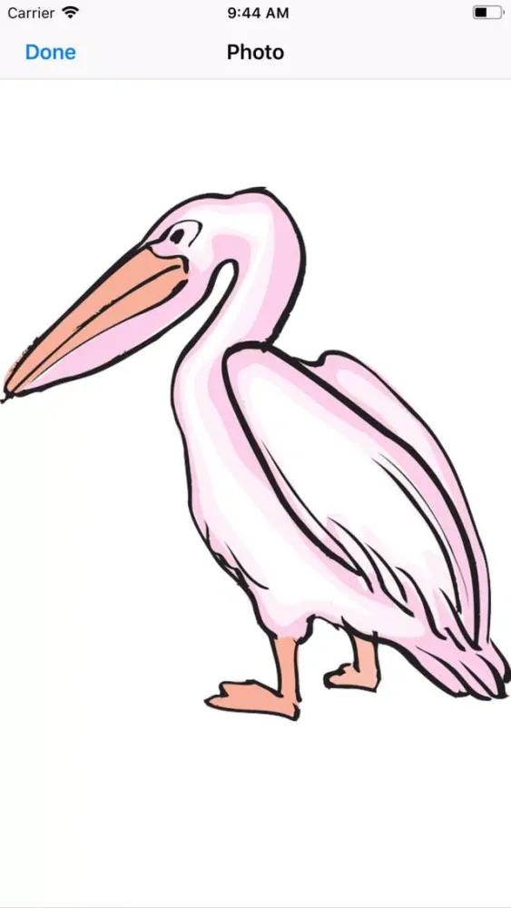 تصاویر Proud Pelicans
