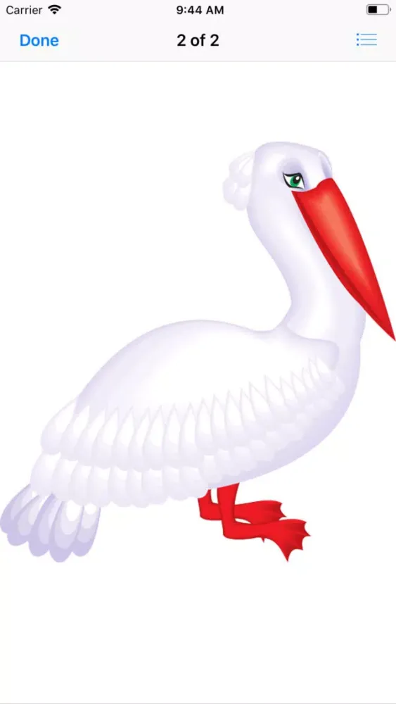 تصاویر Proud Pelicans