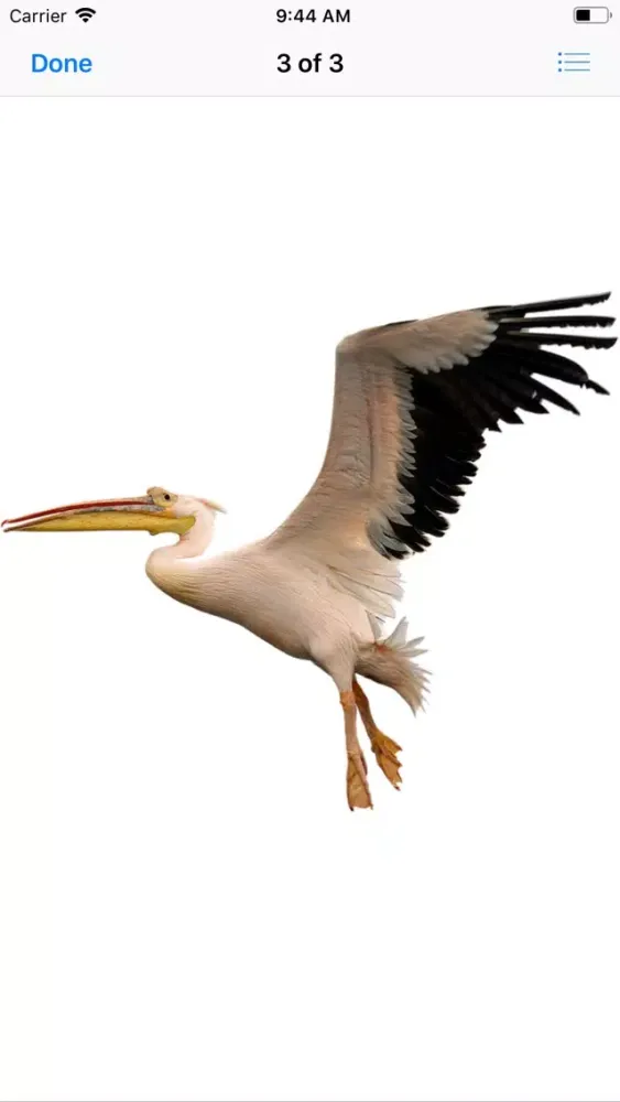 تصاویر Proud Pelicans