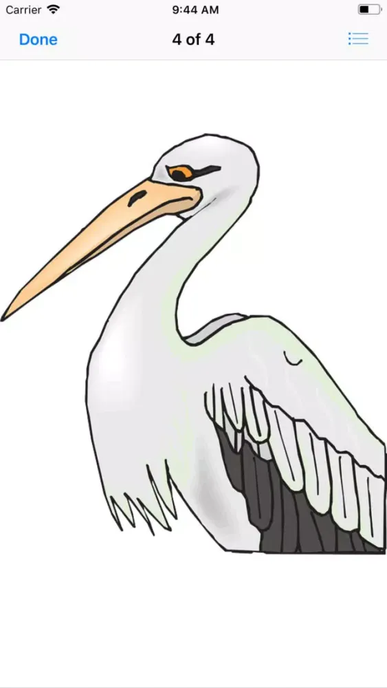 تصاویر Proud Pelicans