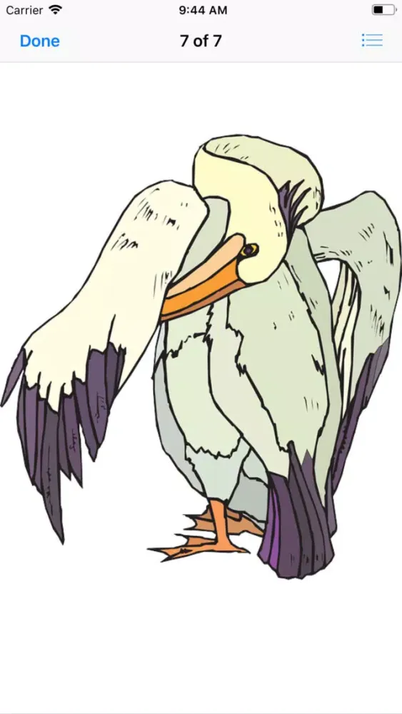تصاویر Proud Pelicans