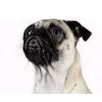 Pug Sticker Pack Pug Sticker Pack