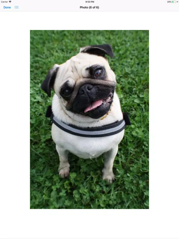 Скриншоты Pug Sticker Pack iPad 