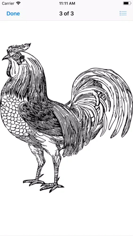 تصاویر Raucous Rooster Stickers