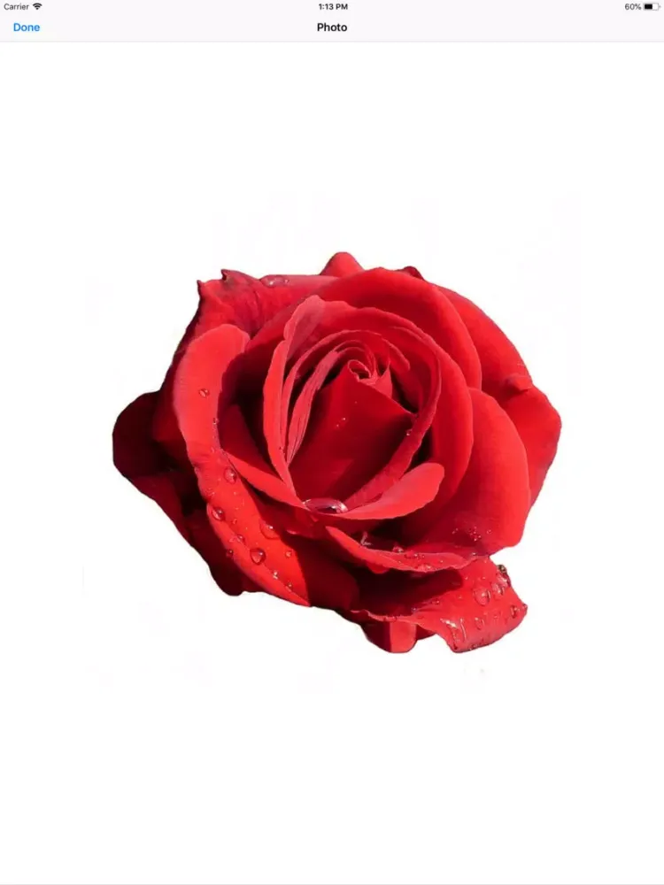 Rose Sticker Pack iPad 应用截图