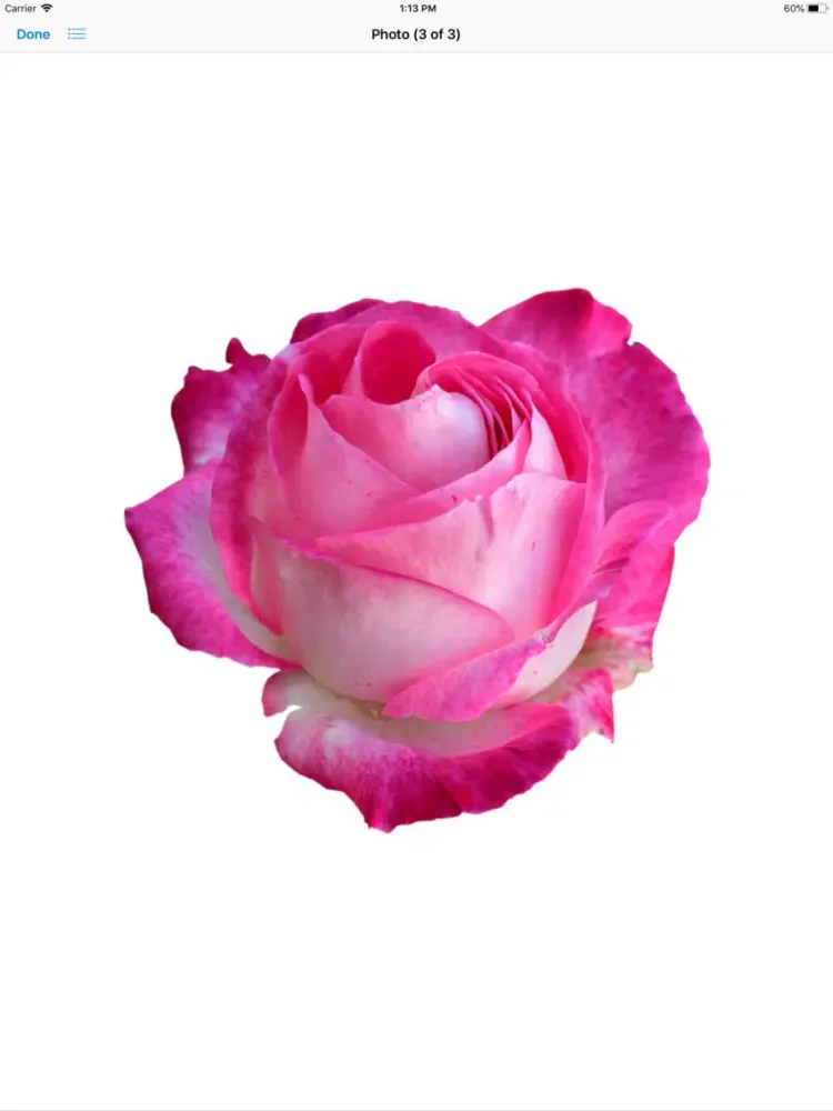 Rose Sticker Pack iPad 应用截图