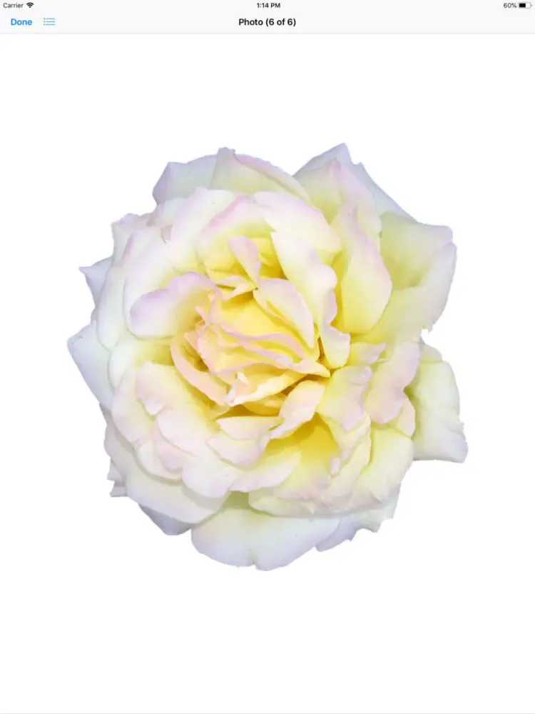 Rose Sticker Pack iPad 应用截图