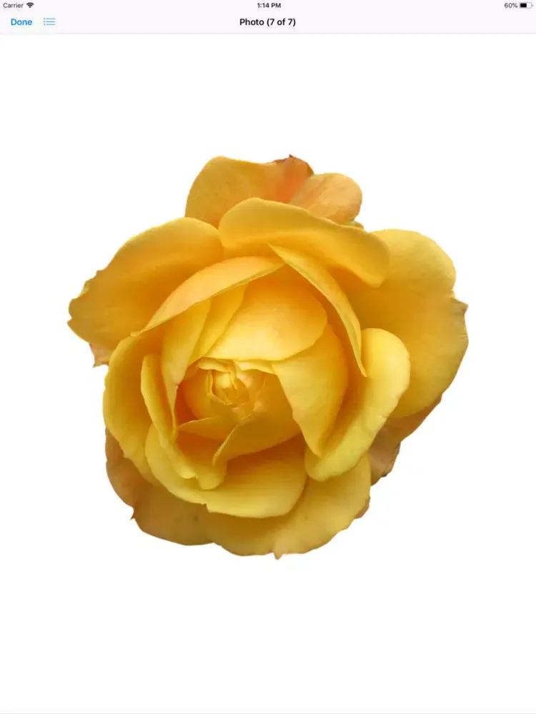 Rose Sticker Pack iPad 应用截图