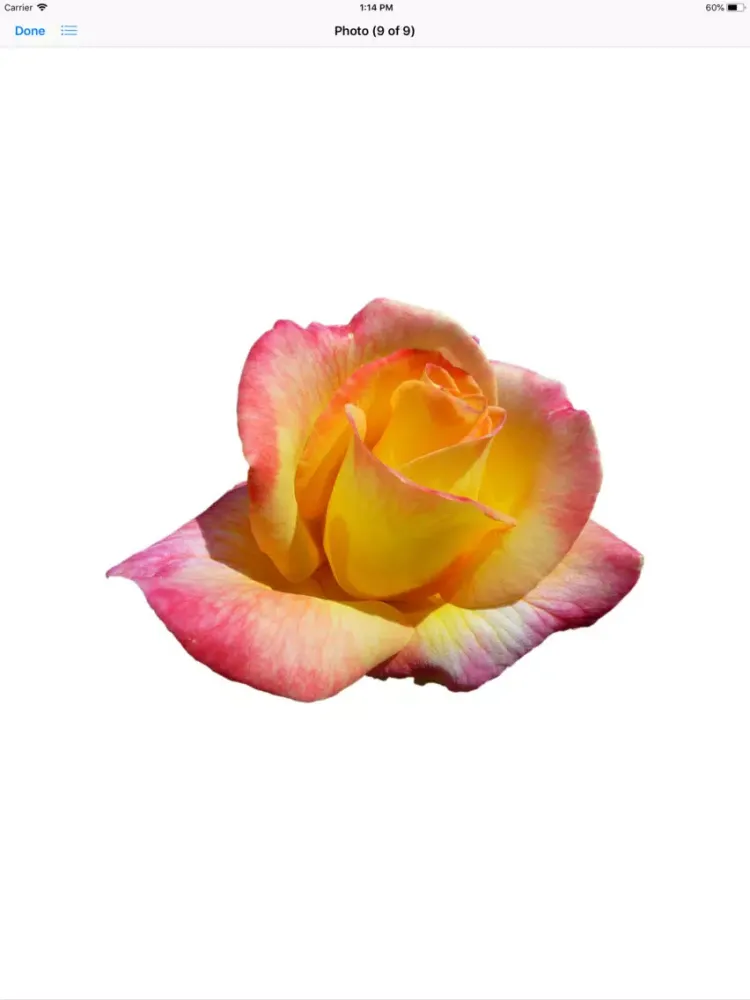 Rose Sticker Pack iPad 应用截图
