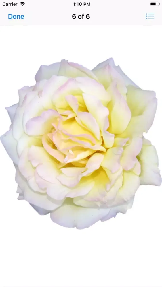 Rose Sticker Pack应用截图