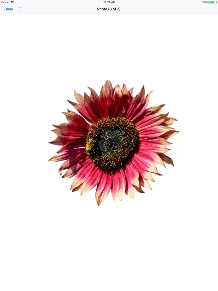 Sunflower Stickers iPad 应用截图