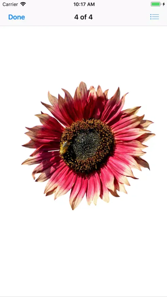 Sunflower Stickers应用截图