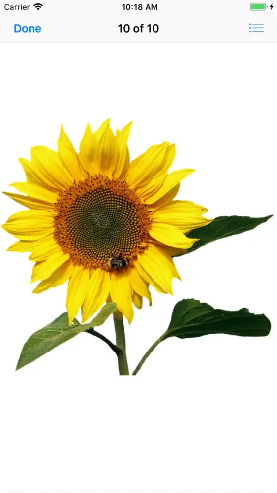 Sunflower Stickers应用截图