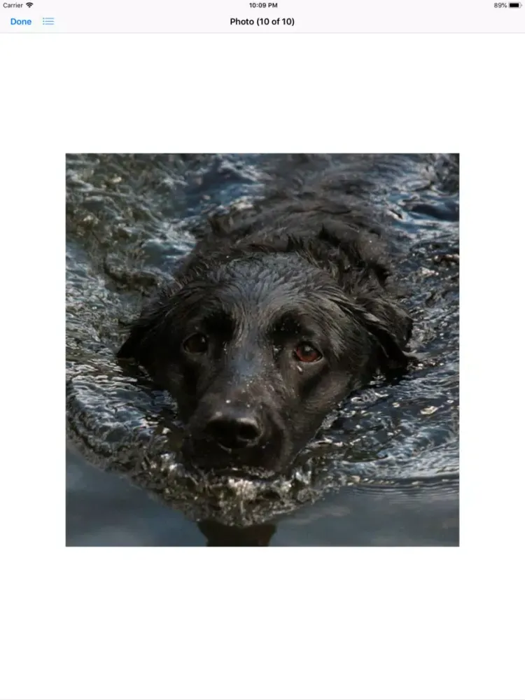 Captures d'écran de Water Dog Sticker Pack iPad 
