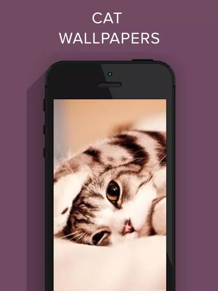 تصاویر Funny Cat Images HD iPad 