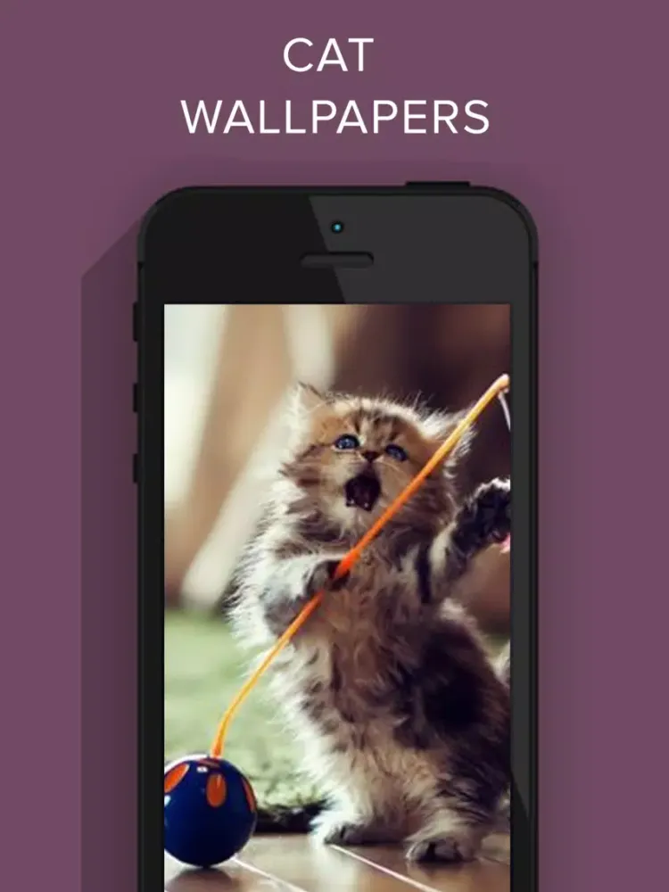 تصاویر Funny Cat Images HD iPad 
