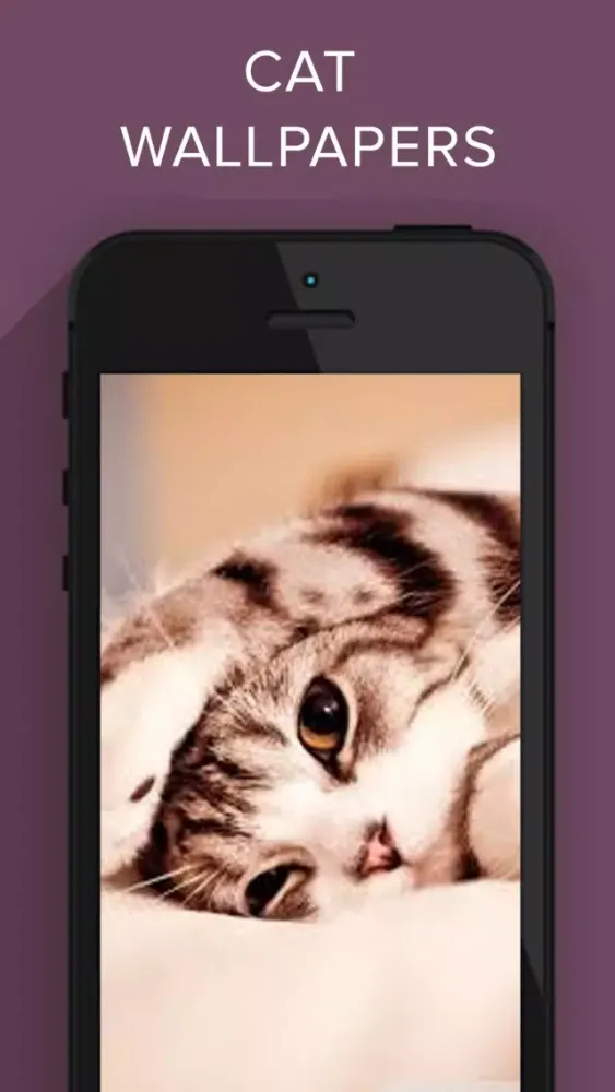 تصاویر Funny Cat Images HD