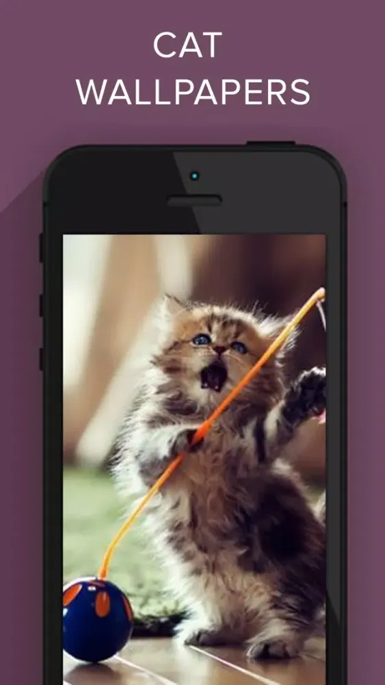 تصاویر Funny Cat Images HD