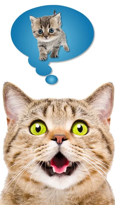 Cat Translate: talk to Kitten स्क्रीनशॉट