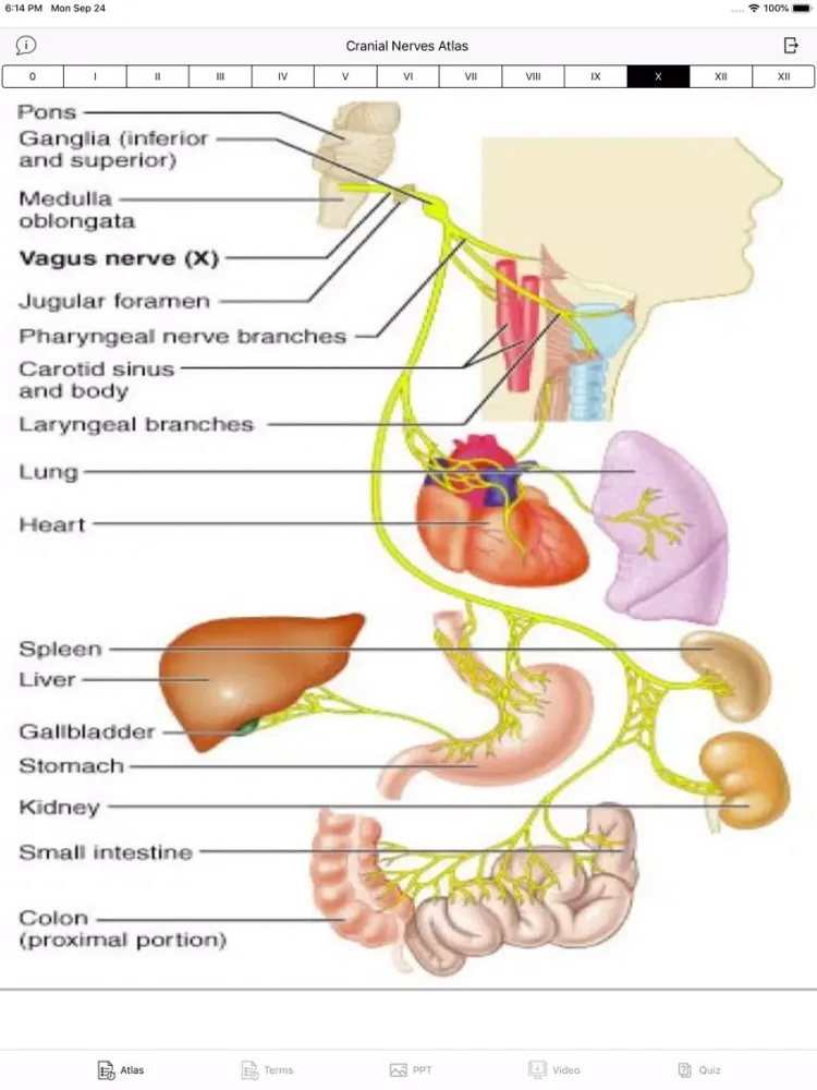 Cranial Nerves Plus iPad  Ekran Görüntüleri