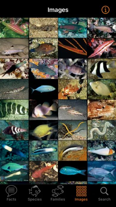 Zrzuty ekranu Marine Fish Maldives