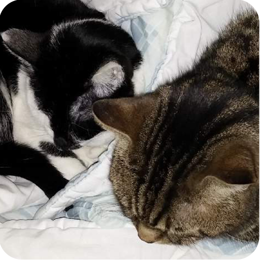 Cat Wallpapers: When Gimmy met 7