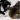 Cat Wallpapers: When Gimmy met 7