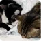 Cat Wallpapers: When Gimmy met 7