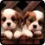 Cute Dog & Puppies-High Defination Wallpaper Catalog