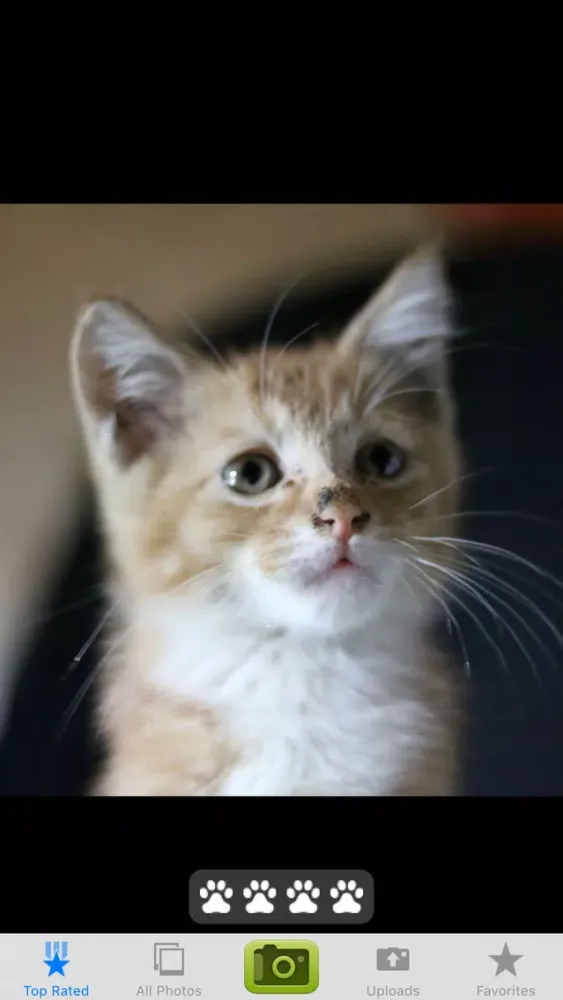 Cute Kitties スクリーンショット