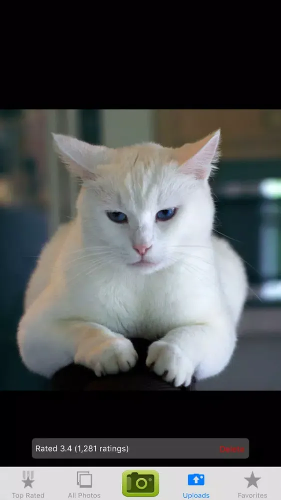 Cute Kitties スクリーンショット