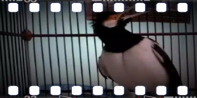 Masteran Jalak Suren Gacor скриншоты приложения3