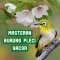 Masteran Burung Pleci Gacor