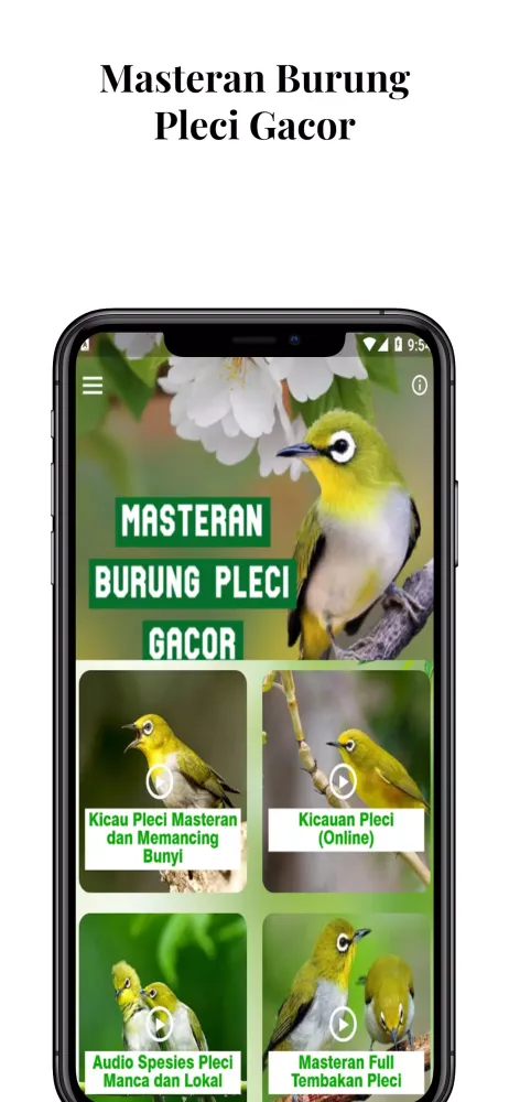 Masteran Burung Pleci Gacor应用截图