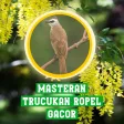 Masteran Trucukan Ropel Gacor