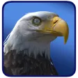 Eagle Wolf Dragon