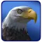 Eagle Wolf Dragon