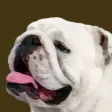 iBullies iBullies